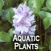 aquatic plants