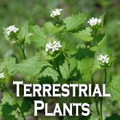 Terrestrial Plants