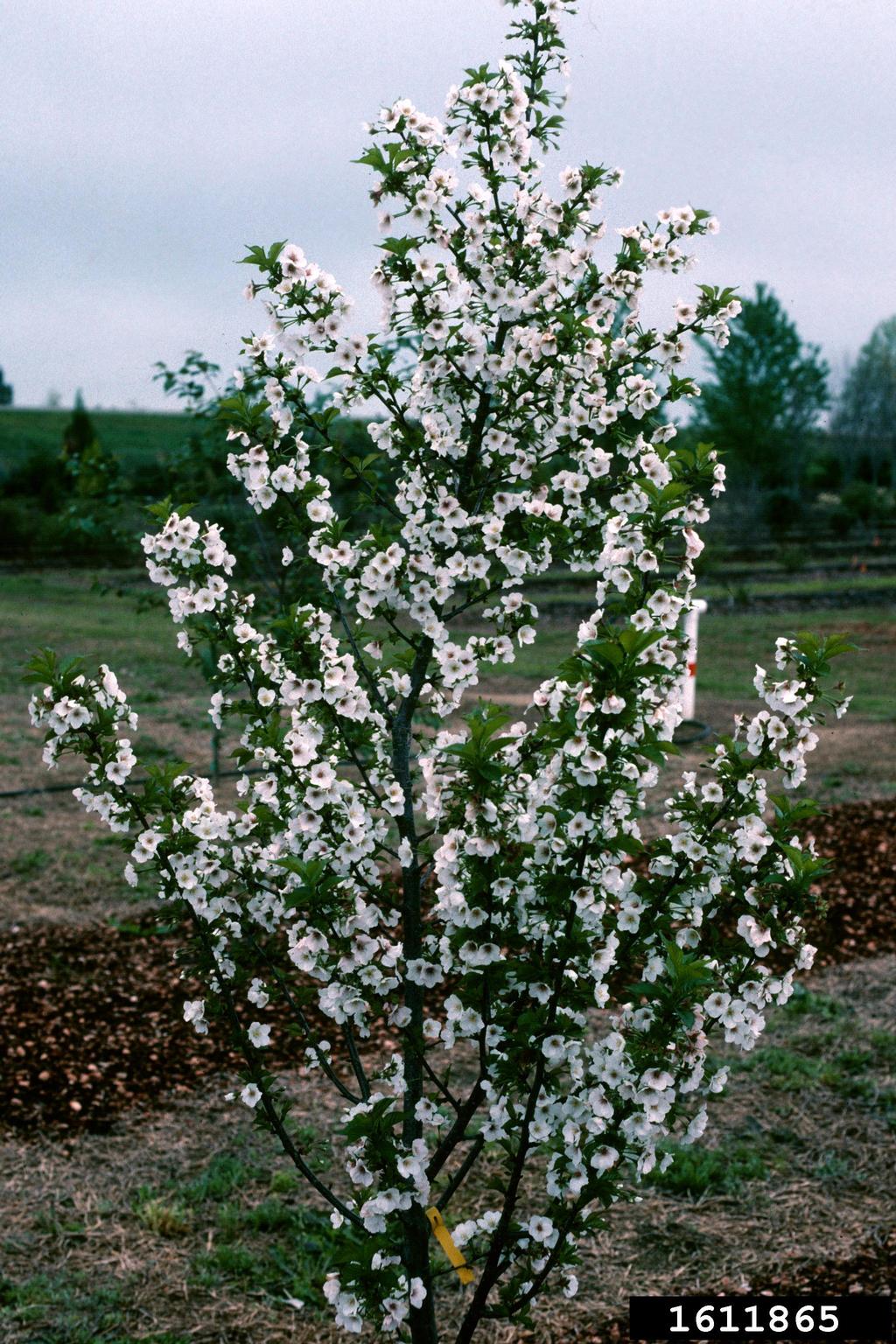 'snow goose' cherry, Prunus cv. 'snowgoose' (Rosales Rosaceae) 1611865