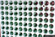 0010048