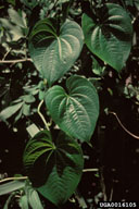 0016105