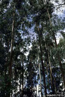 0017075