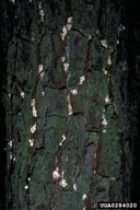0284020