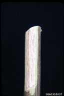 0355037