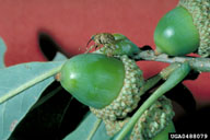 0488079
