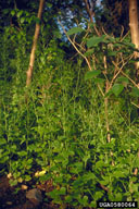 0580064