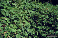 0580071