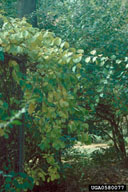 0580077