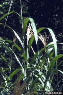 0580080