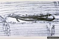 0660050