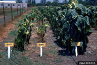 0686005