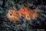 0796080