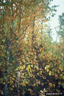 0805077