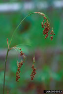 0806033