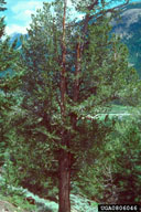 0806046
