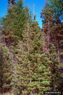 0806065