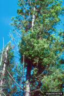 0806068