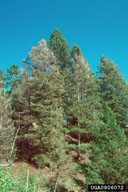0806072
