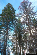0806073