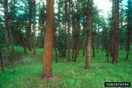 0806086