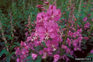 0807023