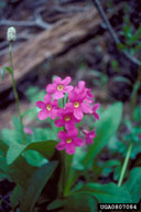 0807084