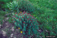 0807087