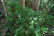 0808004