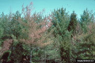 0886033