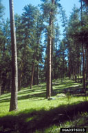 0976003
