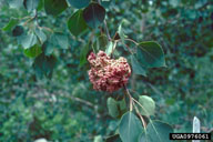 0976061