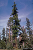 0976067
