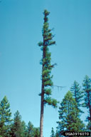 0976070