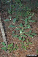 1119281