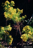 1120106