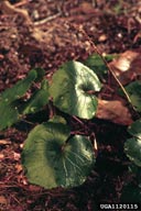 1120115