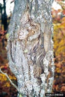 1198040