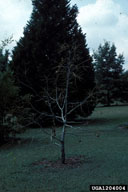1204004