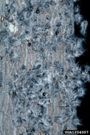1204007