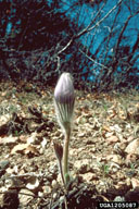 1205087