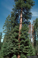 1212005