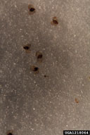1218064