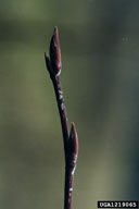 1219065