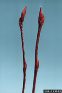 1219069