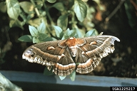1225217