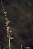 1226133