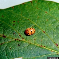 1233042