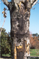 1238077