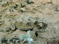 1241429