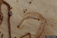 1243082